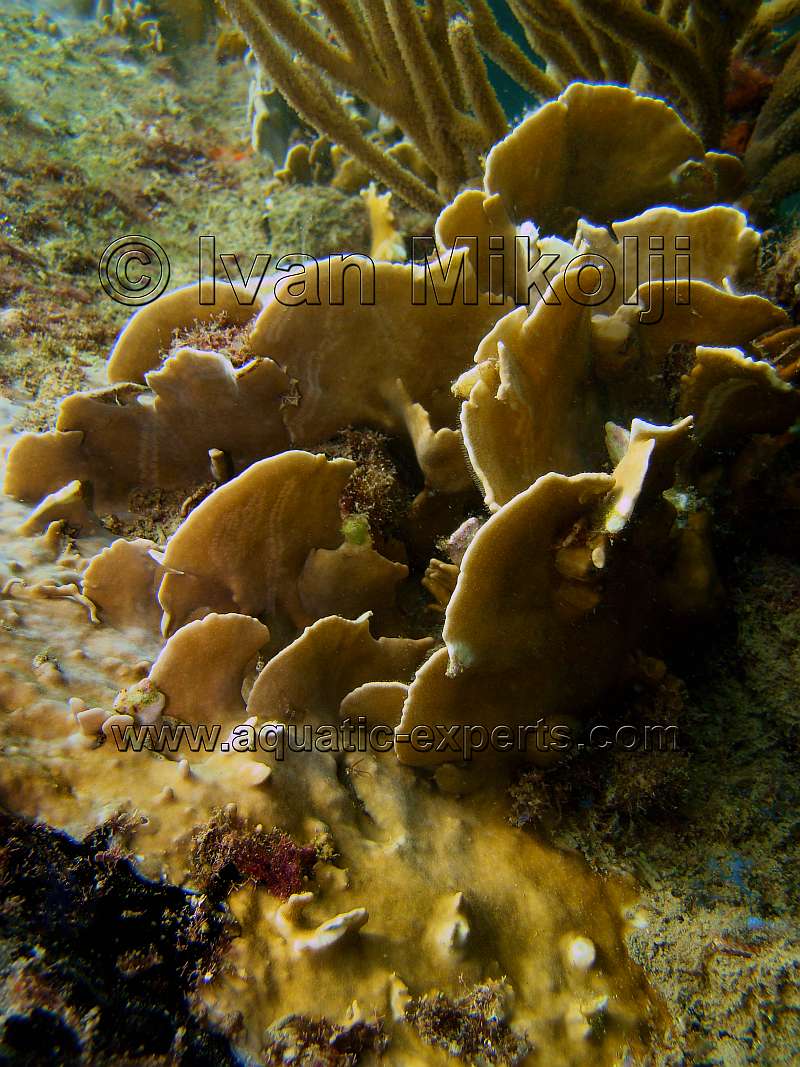 Fire Coral venezuela